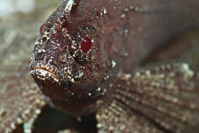 Sweet cockatoo leaffish portrait