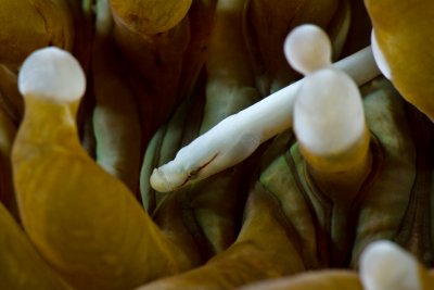 Mushroom coral pygmy pipefish