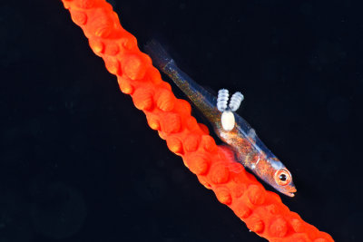Bad case of parasite on a whip coral goby