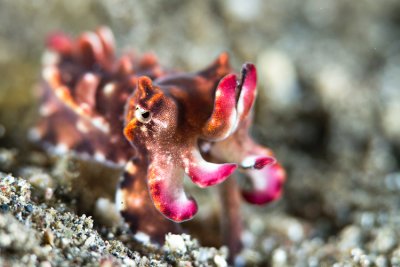 Juvenile Flamboyant cuttlefish