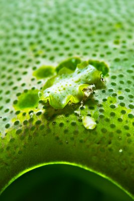 Flatworm on green ascidian