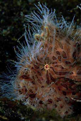 Very hairy Frogfish