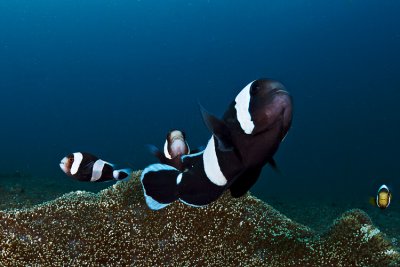 Black clownfish defending their anemones