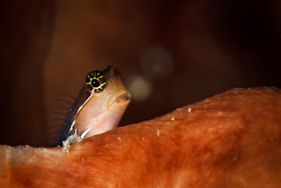 Blenny Looking out
