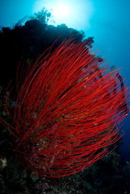 Menjangan whip corals