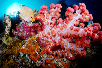 Menjangan soft corals