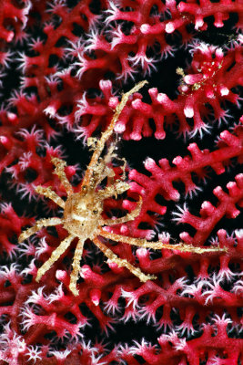 Tulamben spider crab