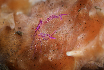 Hairy pink squat lobster