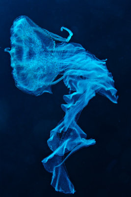 Jellyfish in Tulamben