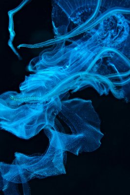 Jellyfish or ciggie smoke