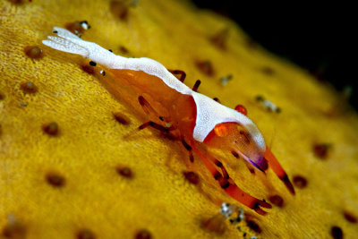 Emperor shrimp on sea cucumber