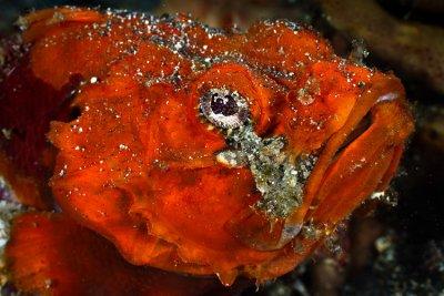 Orangy scorpionfish