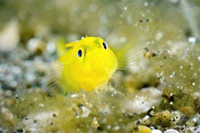 Yellow pygmy Goby