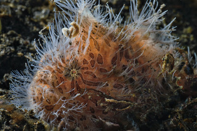 Hairy frogfish