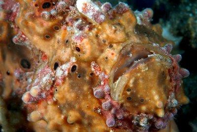Clown warty frogfish