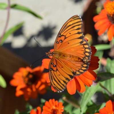 Gulf Fritillary