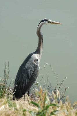 Is this a Great Blue Heron?