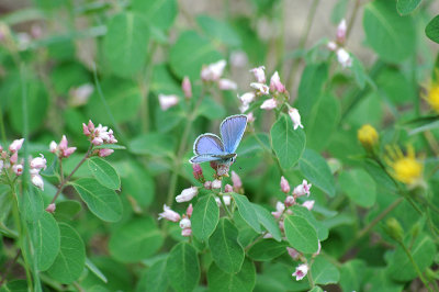 A blue butterfly