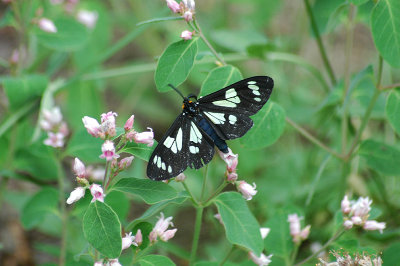 A different black and white butterfly