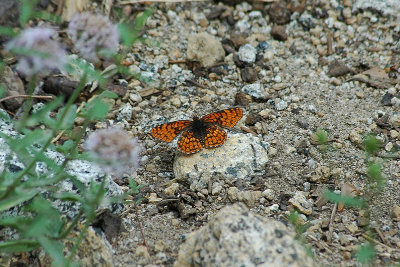 Northern Checkerspot