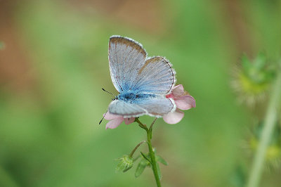 Greenish Blue Butterfly