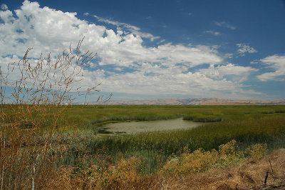 Alviso Marina - Don Edwards NWR, San Jose