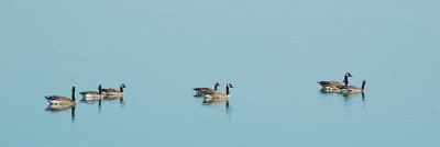 Canada Geese