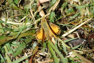 Sandhill Skipper (Polites sabuleti)