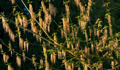 Acer bloom 2