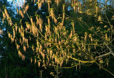 Acer bloom 3