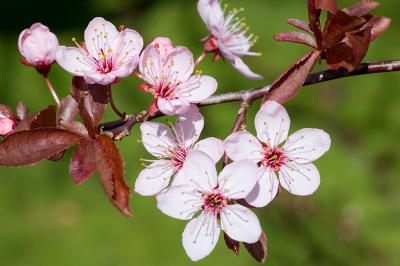 Copper Beech