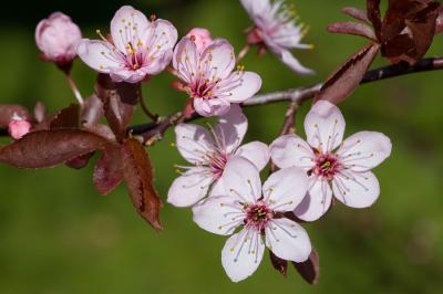 Copper beech