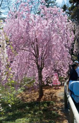 Brooklyn Botanic Garden Blossom 3