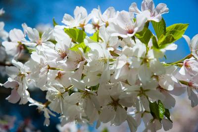 Brooklyn Botanic Garden Blossom 5