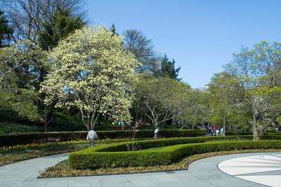 Brooklyn garden