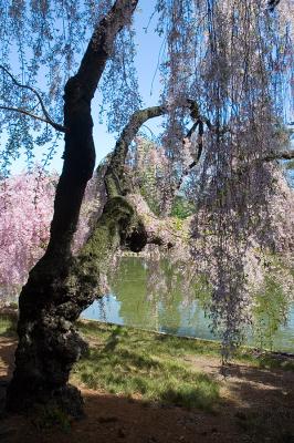 Tree over pond