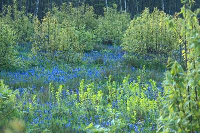 Bluebell carpet 5