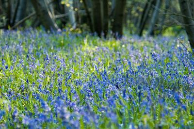 Bluebell abstract