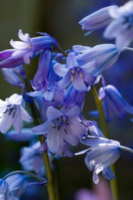 Bluebell close up 2