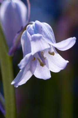 Bluebell close up 3
