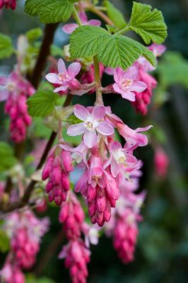 Currant cluster