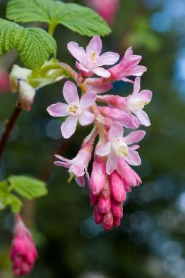 Flowering Currant