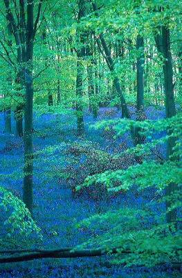 Bluebells from some years ago