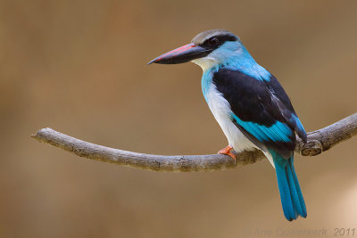 Blue-breasted Kingfisher - Teugelijsvogel - Halcyon malimbica