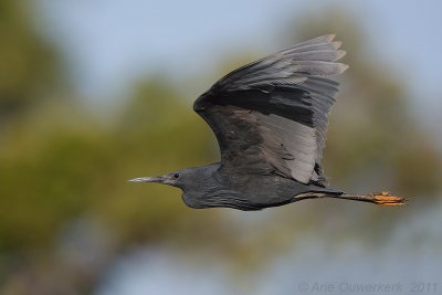 Black Egret - Zwarte Reiger - Egretta ardesiaca