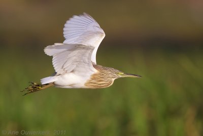 Squacco Heron  -  Ralreiger  -  Ardeola ralloides