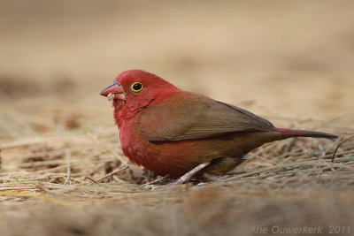 Red-billed Firefinch - Vuurvink - Lagonosticta senegala