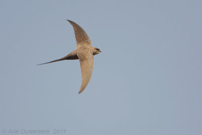 African Palm Swift - Afrikaanse Palmgierzwaluw - Cypsiurus parvus