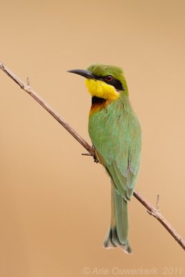 Little Bee-eater - Dwergbijeneter - Merops pusilla