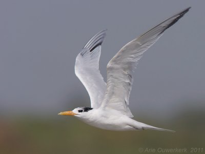 Royal Tern - Koningsstern  - Thalasseus maximus